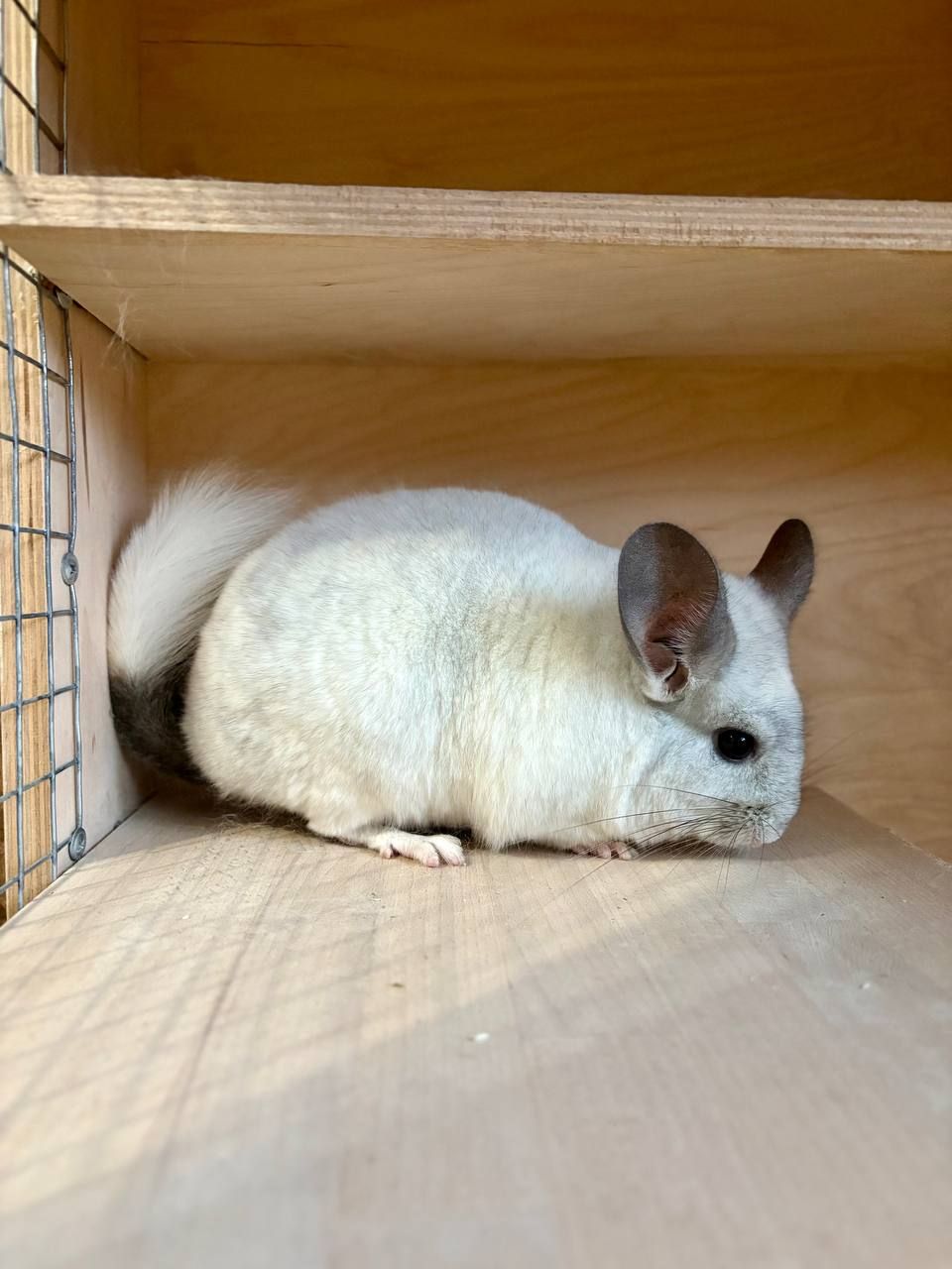 У найкращі ручки продам дівчинку шиншиллу за заниженою ціною.