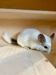 У найкращі ручки продам дівчинку шиншиллу за заниженою ціною.