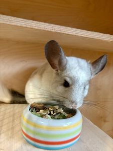 У найкращі ручки продам дівчинку шиншиллу за заниженою ціною.