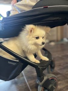 Померанський шпіц