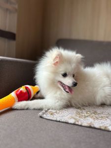 Померанський шпіц