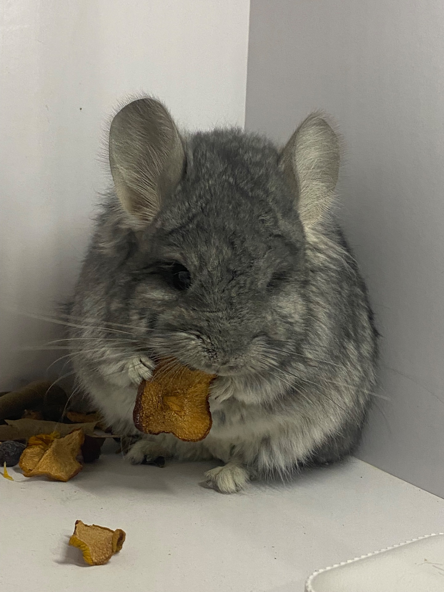 Шиншилла мальчик