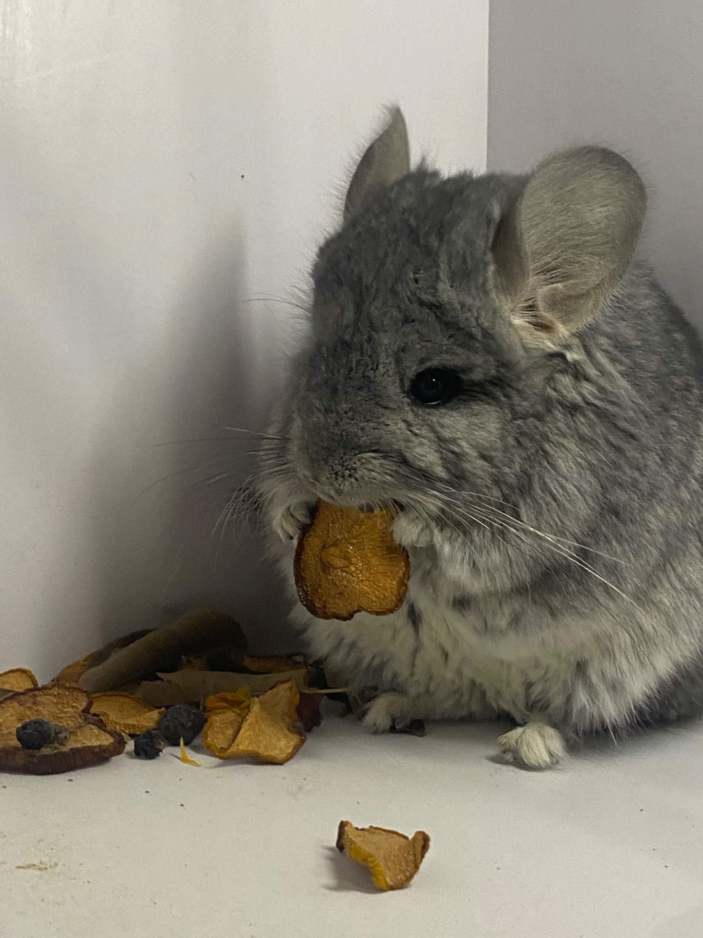 Шиншилла мальчик