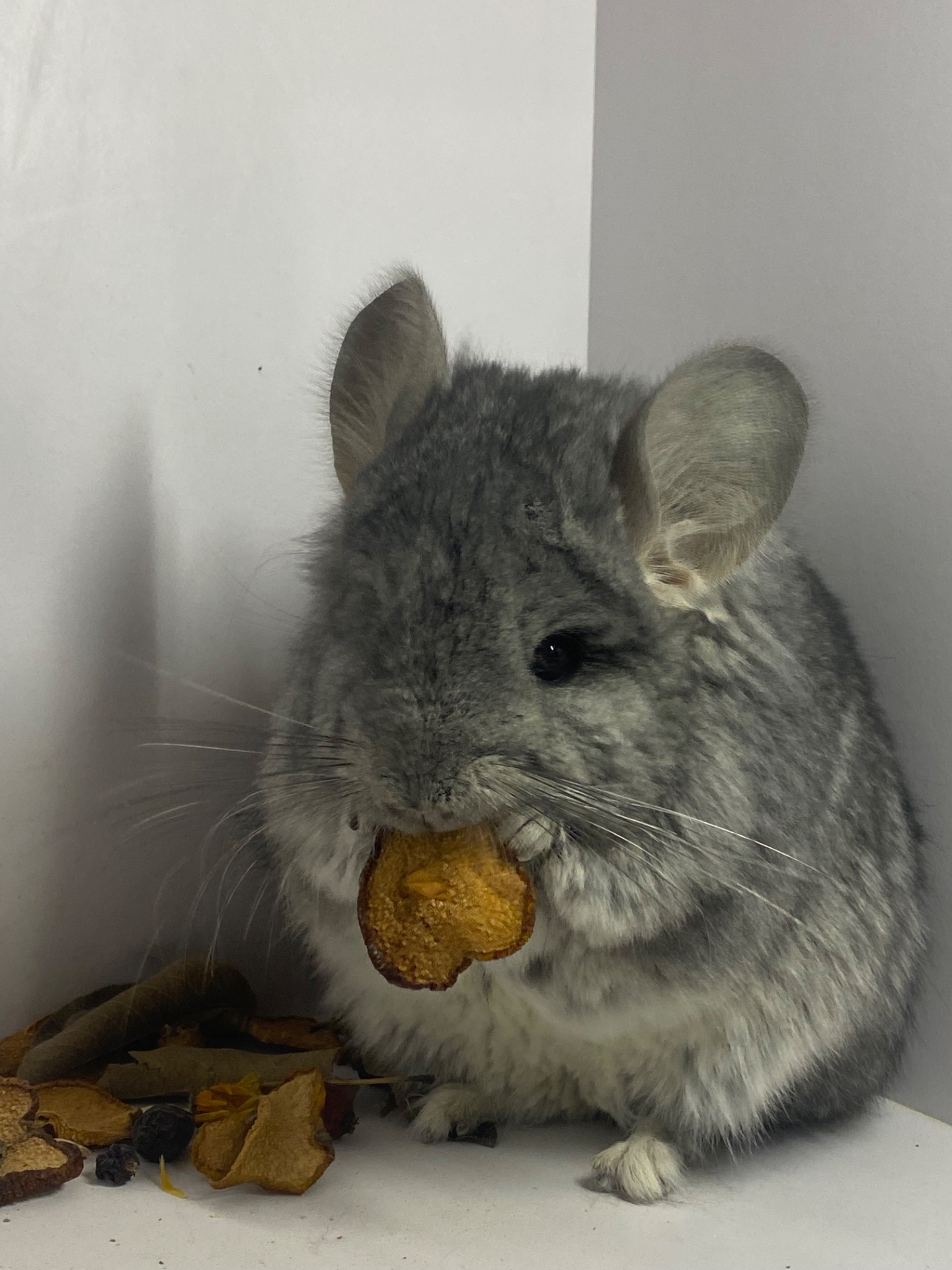 Шиншилла мальчик