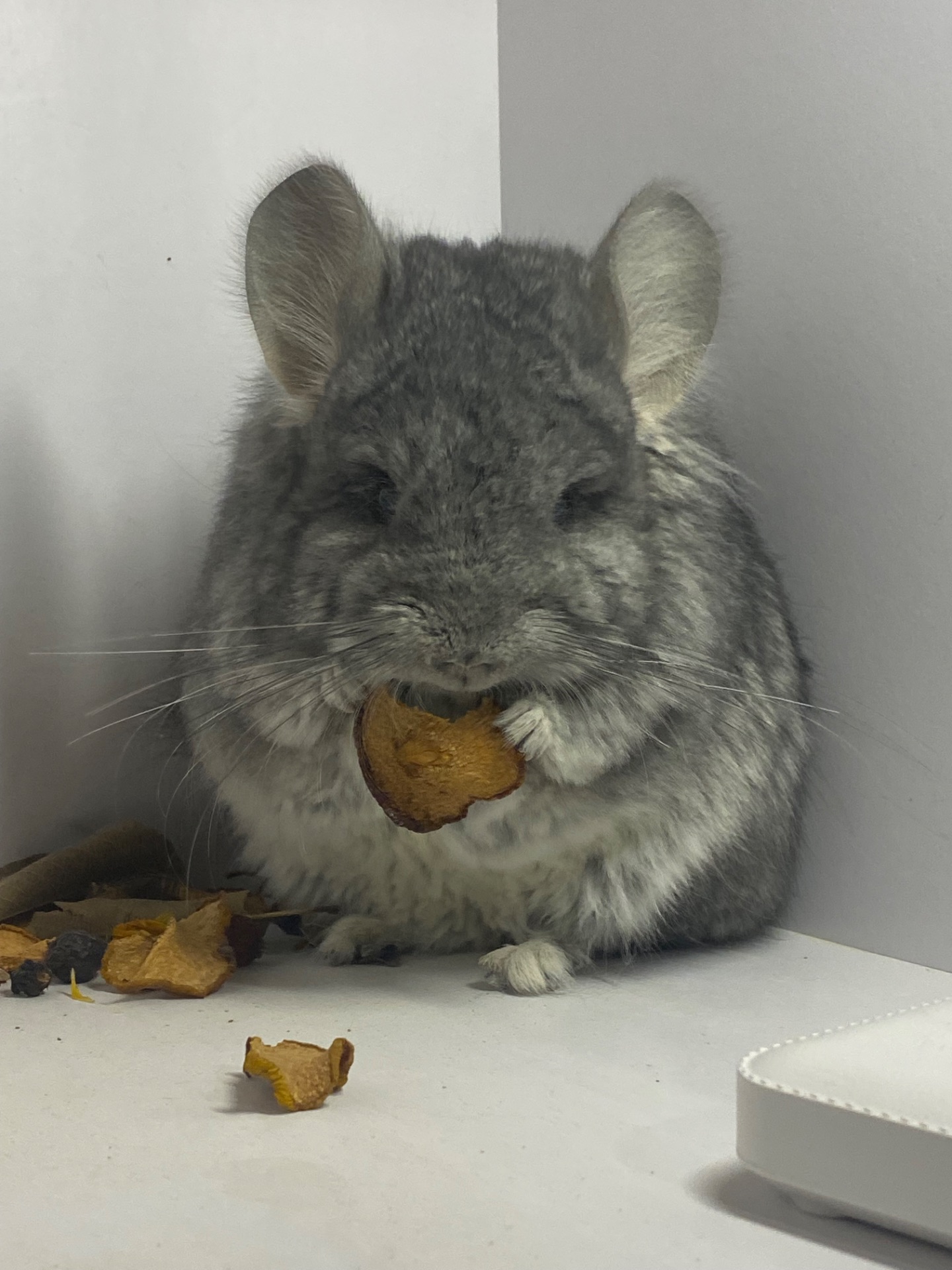 Шиншилла мальчик