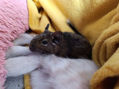 Віддам дегу в добрі руки