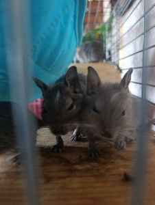 Віддам дегу в добрі руки