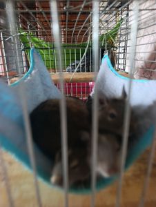 Віддам дегу в добрі руки