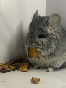 Шиншилла мальчик