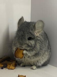 Шиншилла мальчик