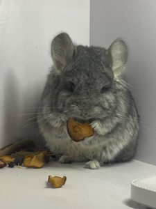 Шиншилла мальчик