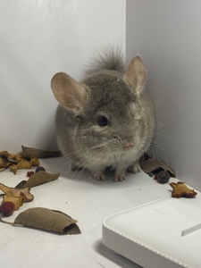 Шиншилла беж мальчик