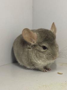 Шиншилла беж мальчик