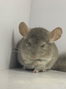 Шиншилла беж мальчик