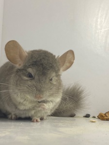 Шиншилла беж мальчик