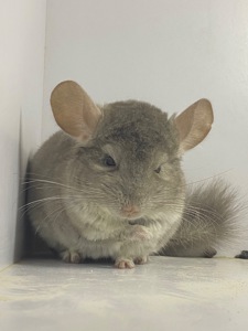 Шиншилла беж мальчик