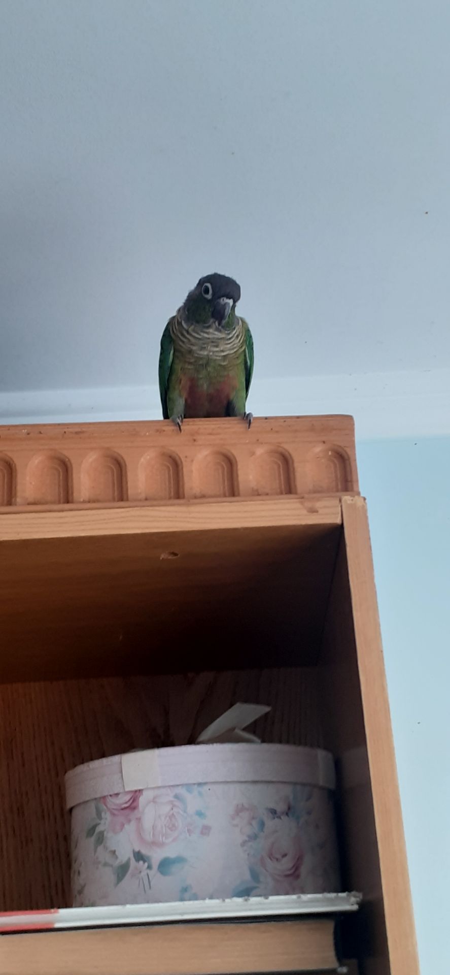 Піррура буровухий