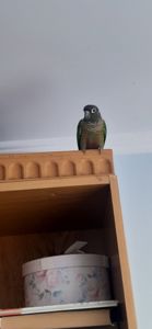 Піррура буровухий