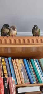 Піррура буровухий