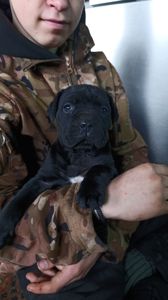 Девочка Кане-Корсо