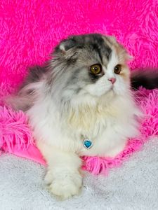 Шотландська висловуха