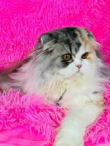 Шотландська висловуха