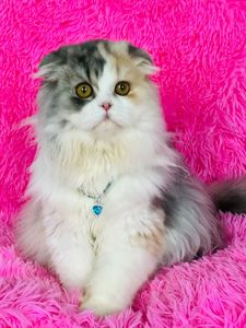 Шотландська висловуха