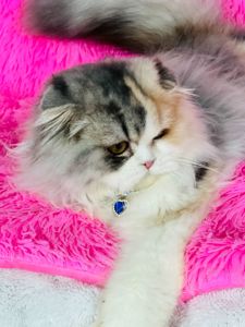 Шотландська висловуха