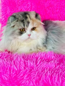 Шотландська висловуха