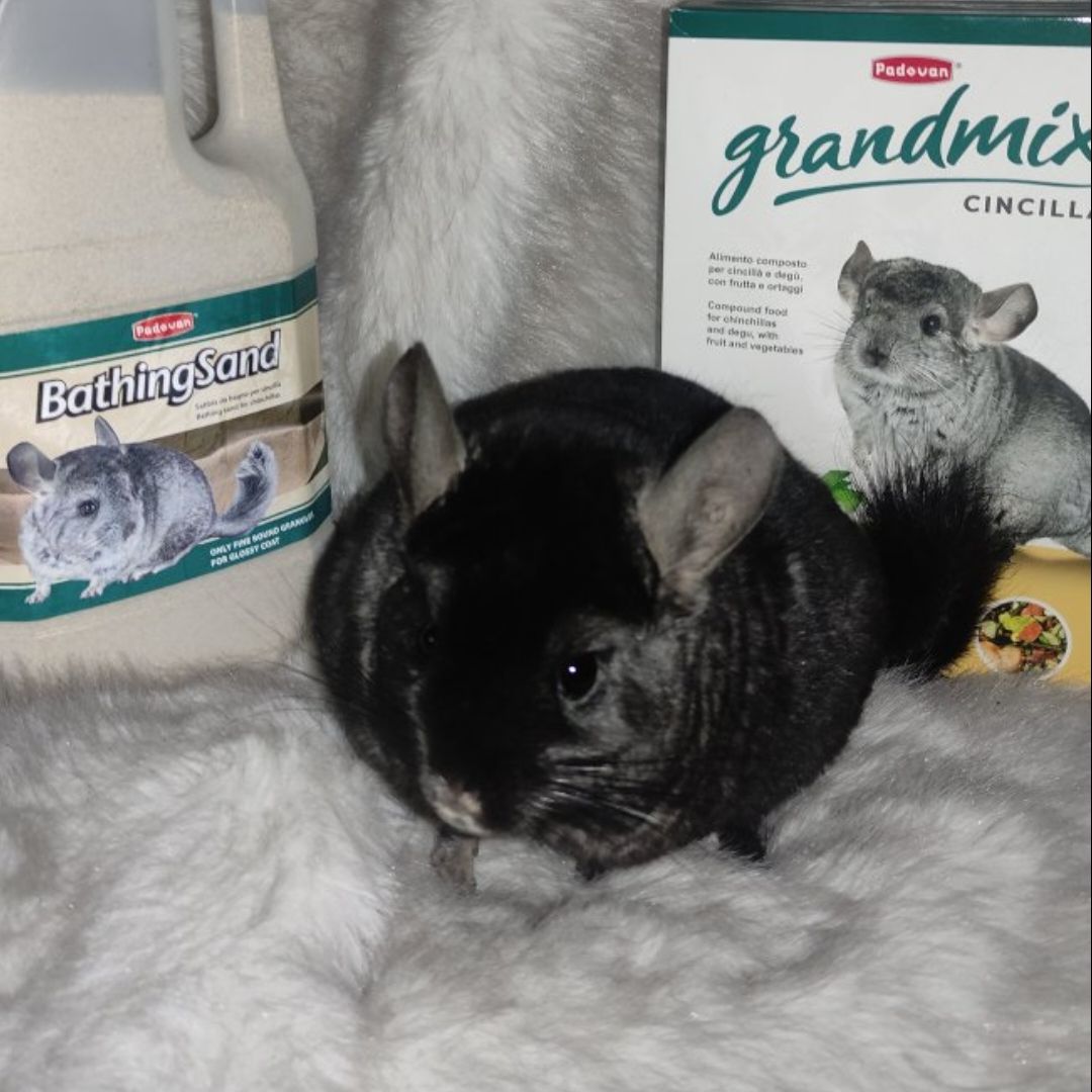 Шиншила хлопчик пів року