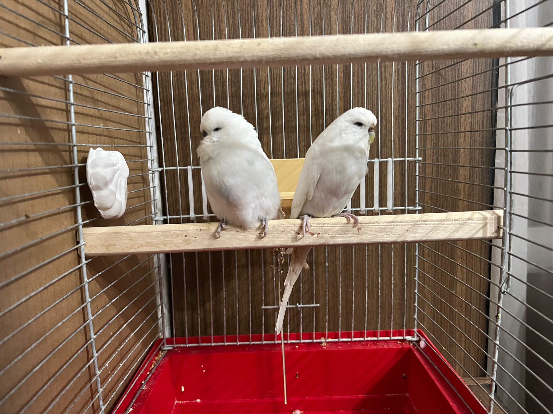 Пара полу чехов розводная!