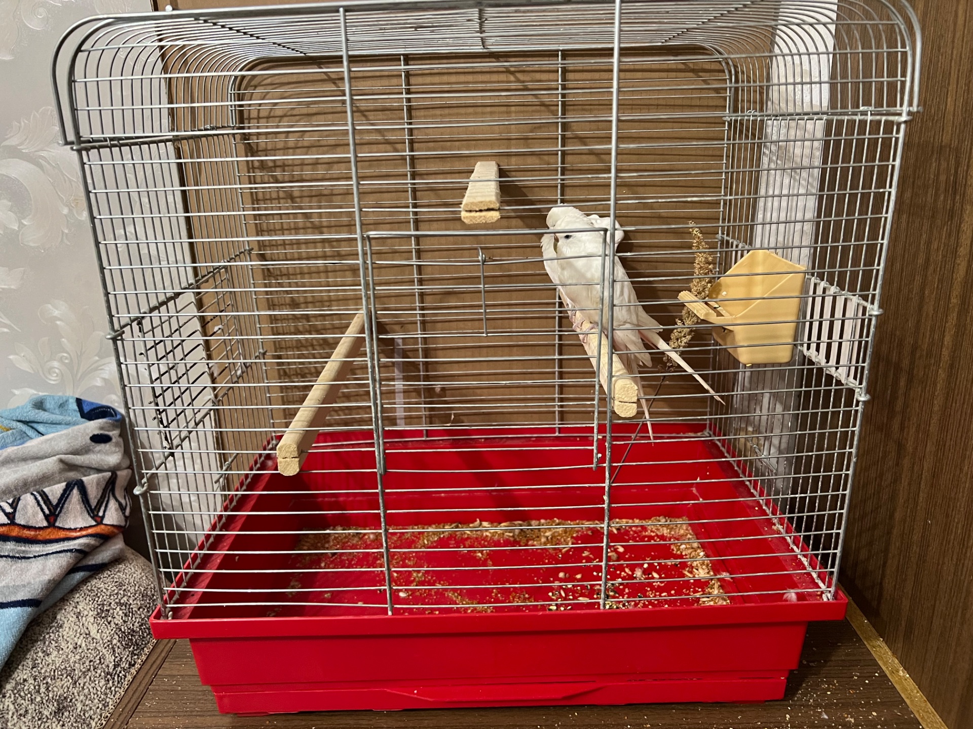 Пара полу чехов розводная!