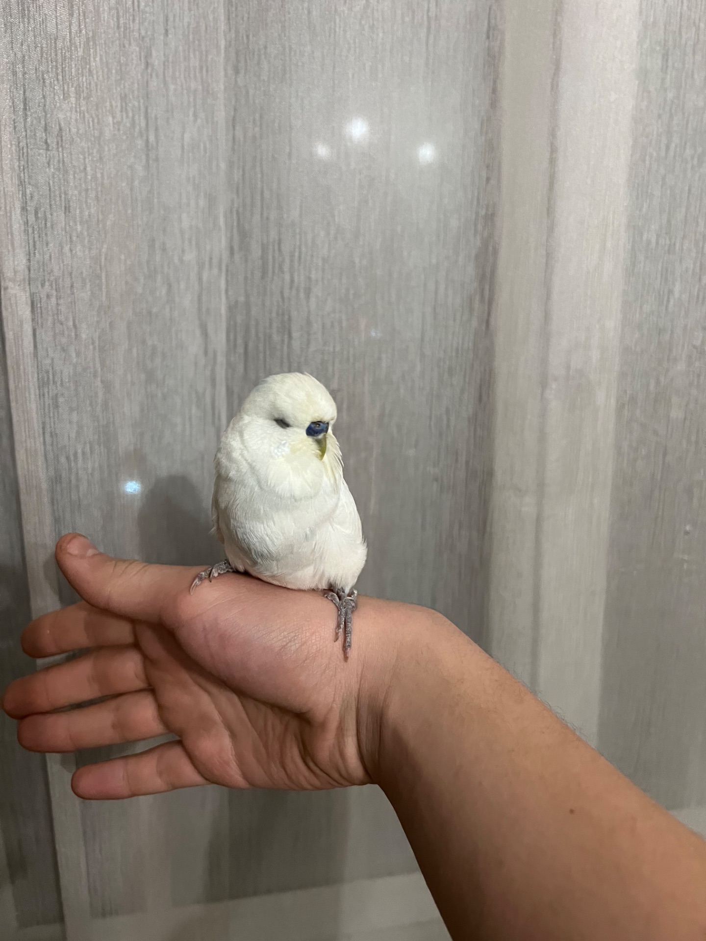 Пара полу чехов розводная!