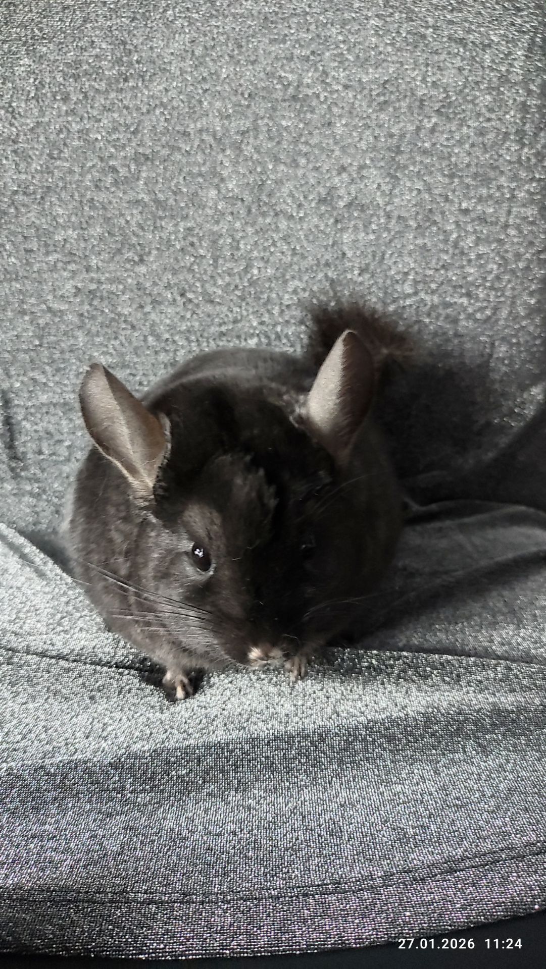 Шиншила хлопчик пів року