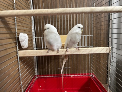 Пара полу чехов розводная!