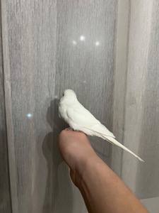 Пара полу чехов розводная!