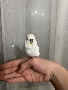 Пара полу чехов розводная!