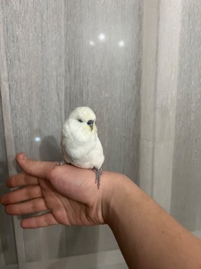 Пара полу чехов розводная!