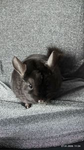 Шиншила хлопчик пів року