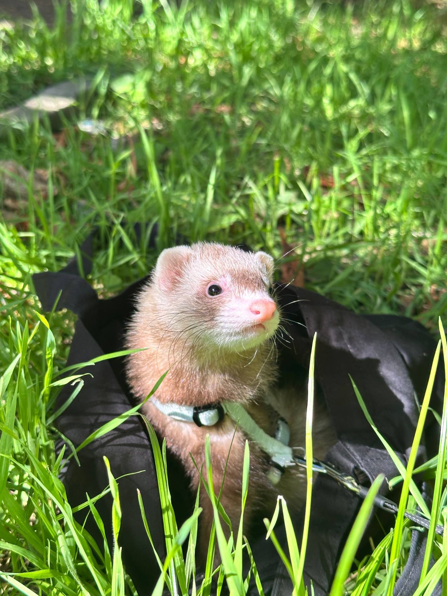 Тхорики, тхір, хорек, фретка