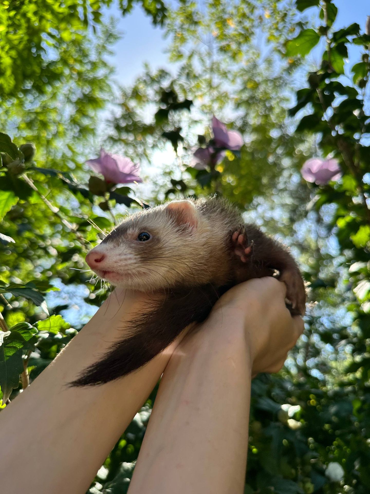 Тхорики, тхір, хорек, фретка