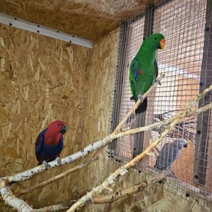 Еклектуси - сформована пара