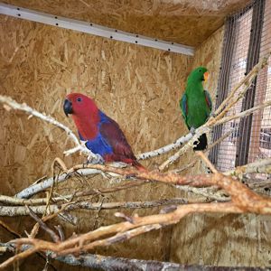 Еклектуси - сформована пара