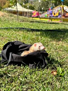 Тхорики, тхір, хорек, фретка