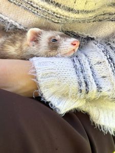 Тхорики, тхір, хорек, фретка