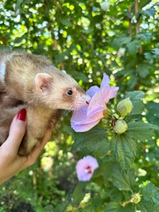 Тхорики, тхір, хорек, фретка