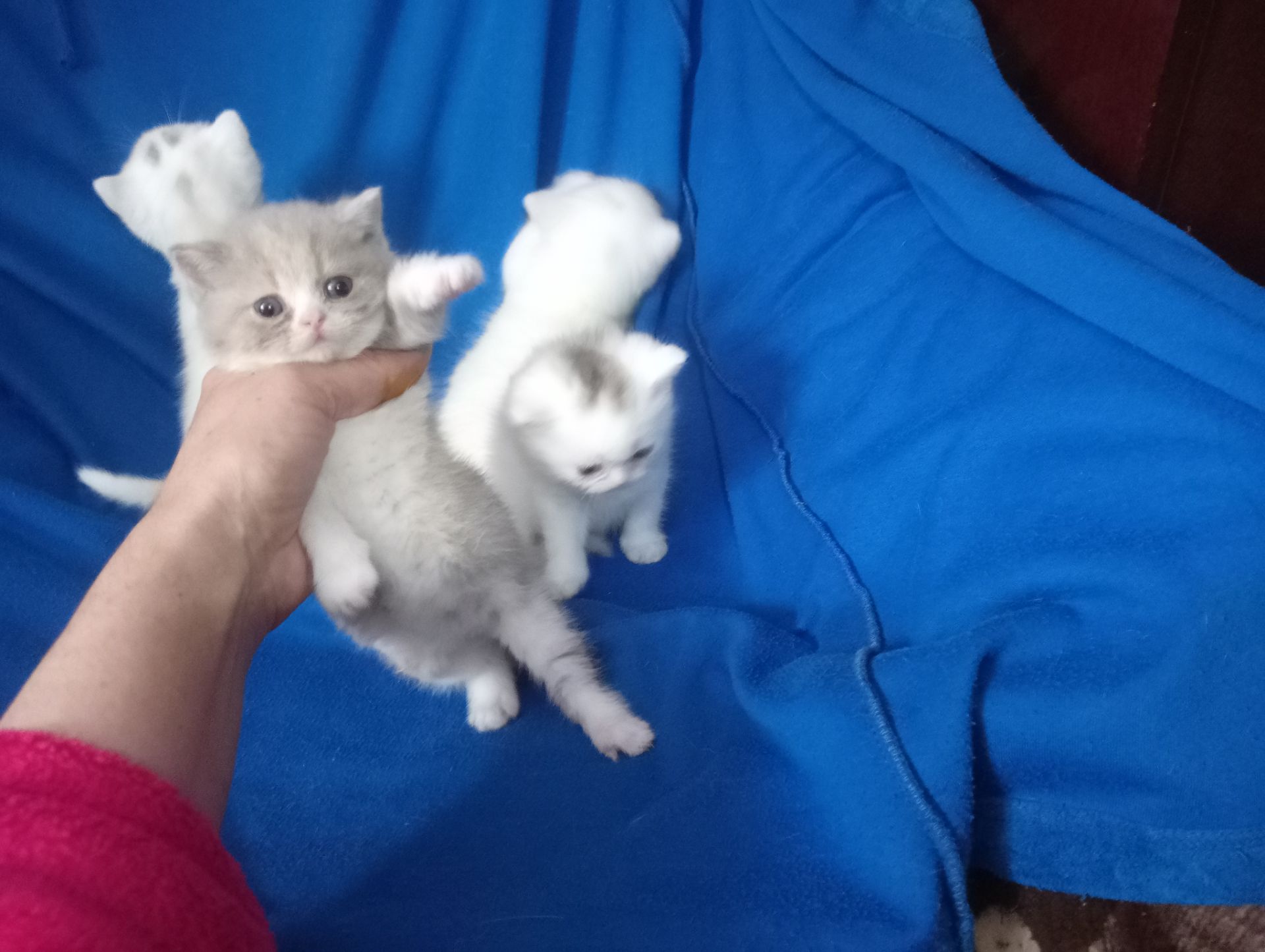 Британские котята разных окрасов