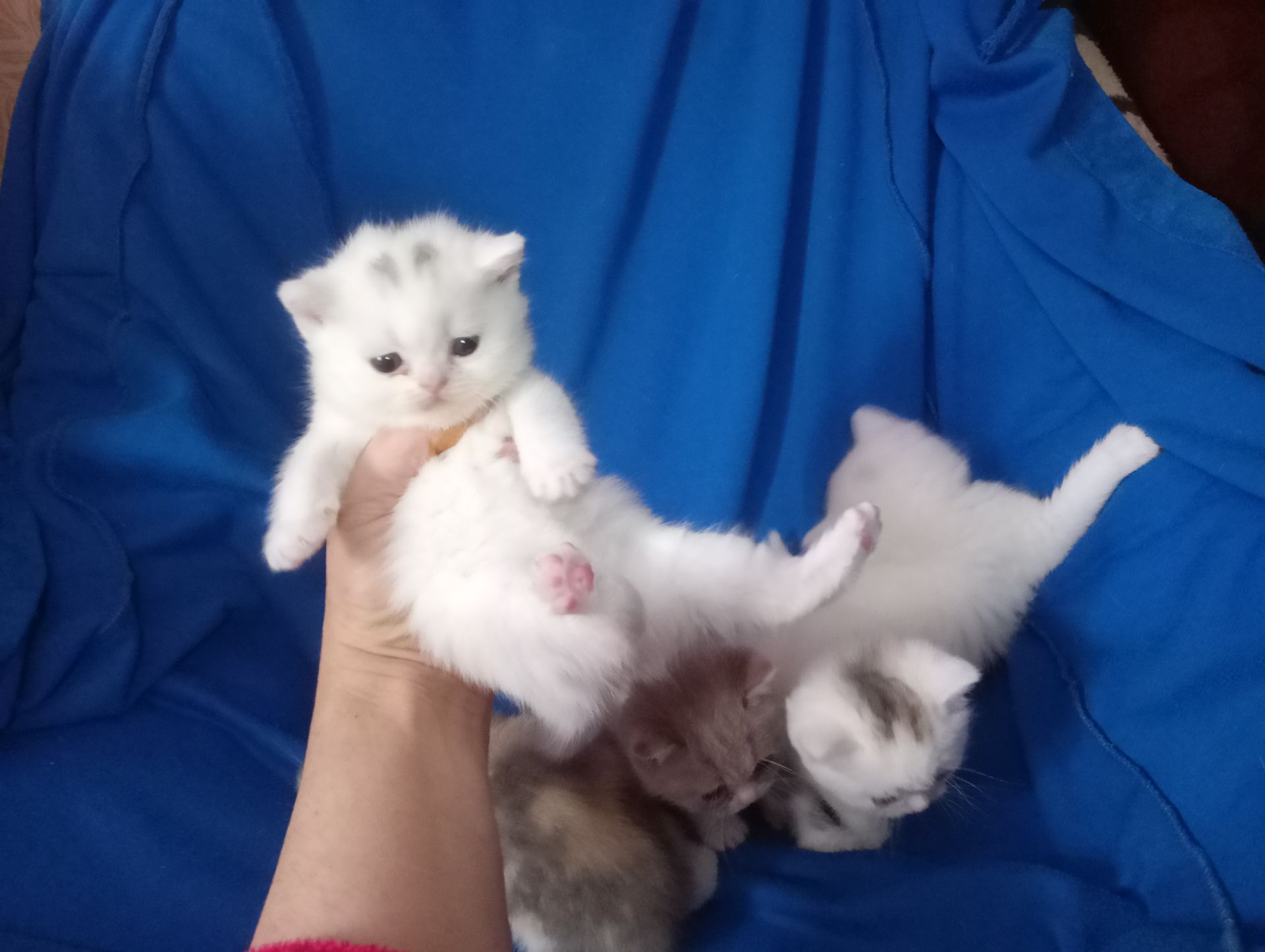 Британские котята разных окрасов