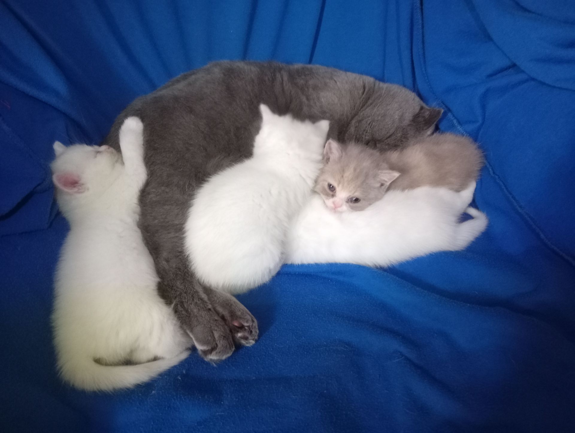 Британские котята разных окрасов