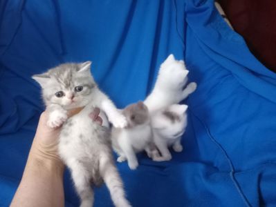 Британские котята разных окрасов